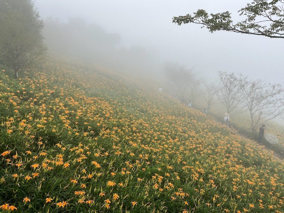 太麻里金針山忘憂谷